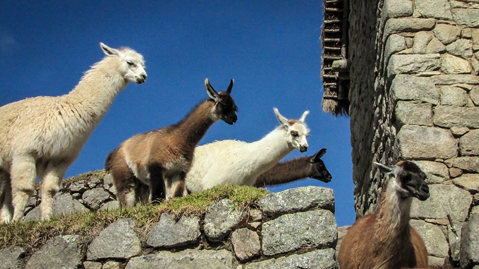 Machu-Picchu_0002