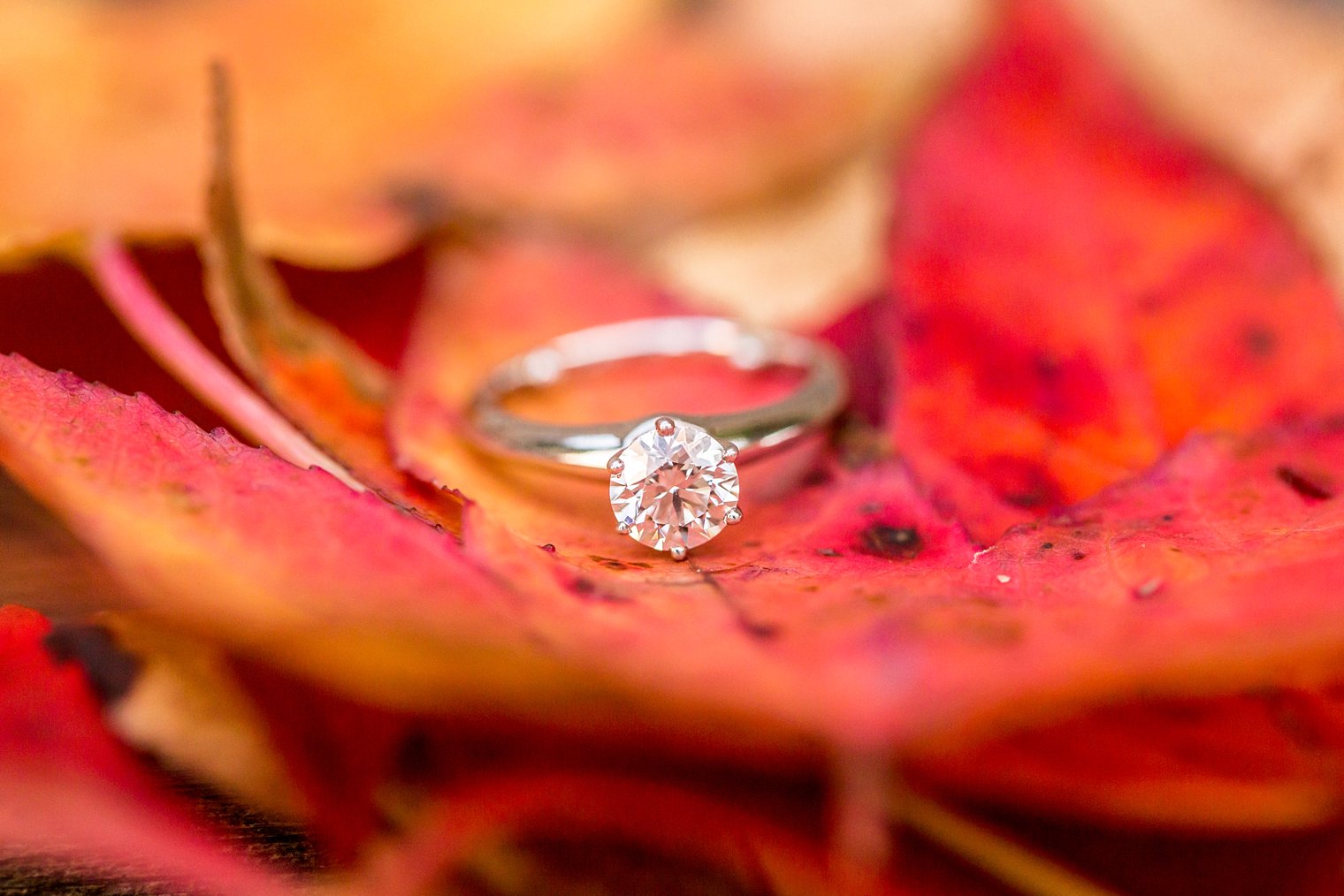 nj-fall-engagement-session_0023