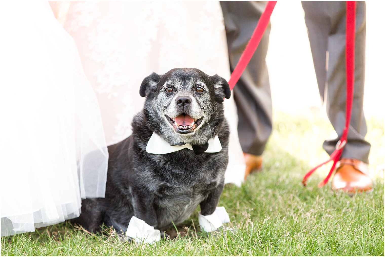 Dog in tuxedo