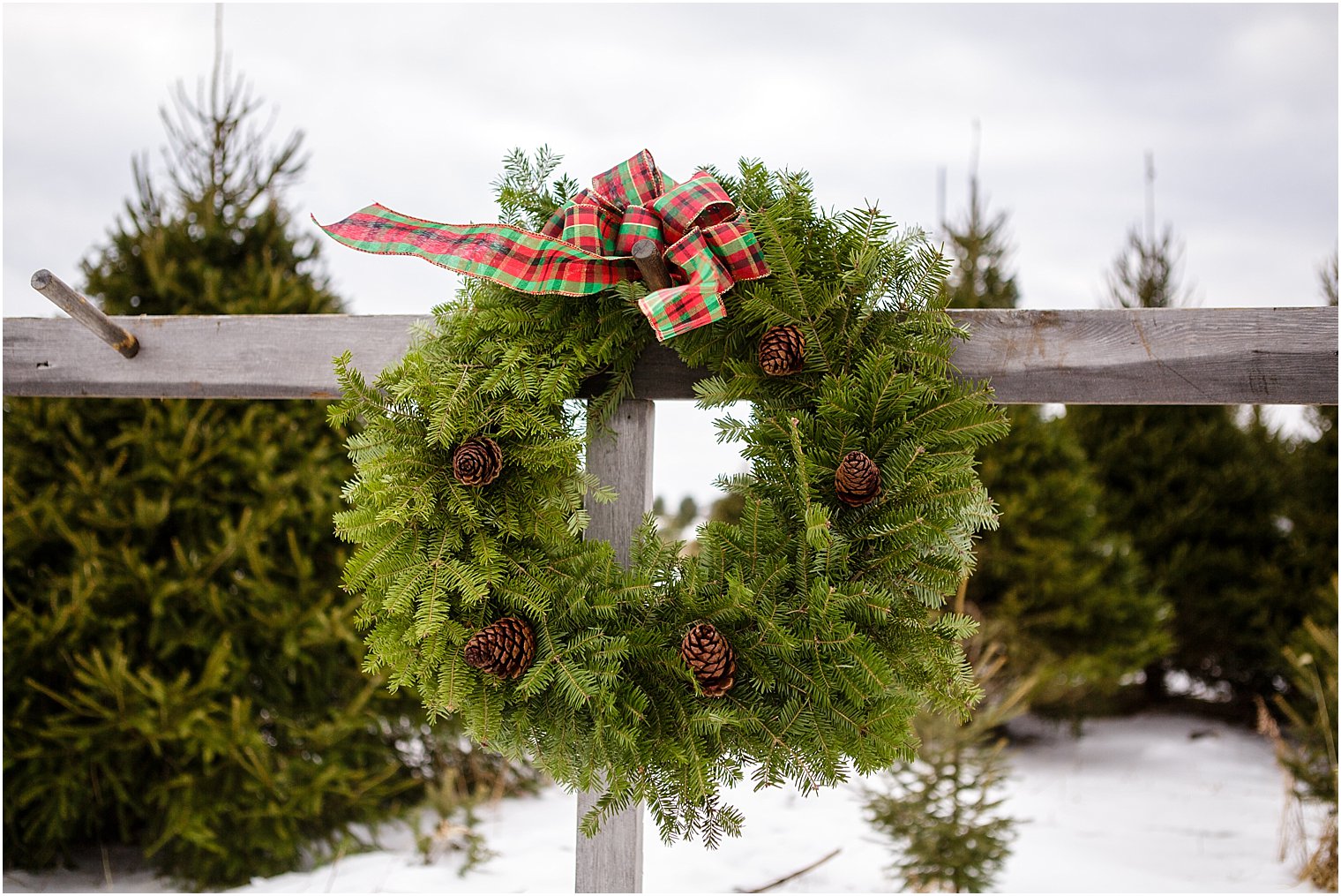 Barclay's Tree Farm in Cranbury, NJ