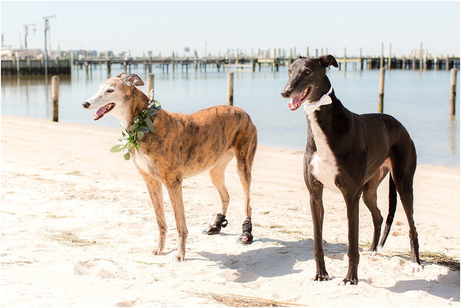 Dogs at inspiration shoot on beach
