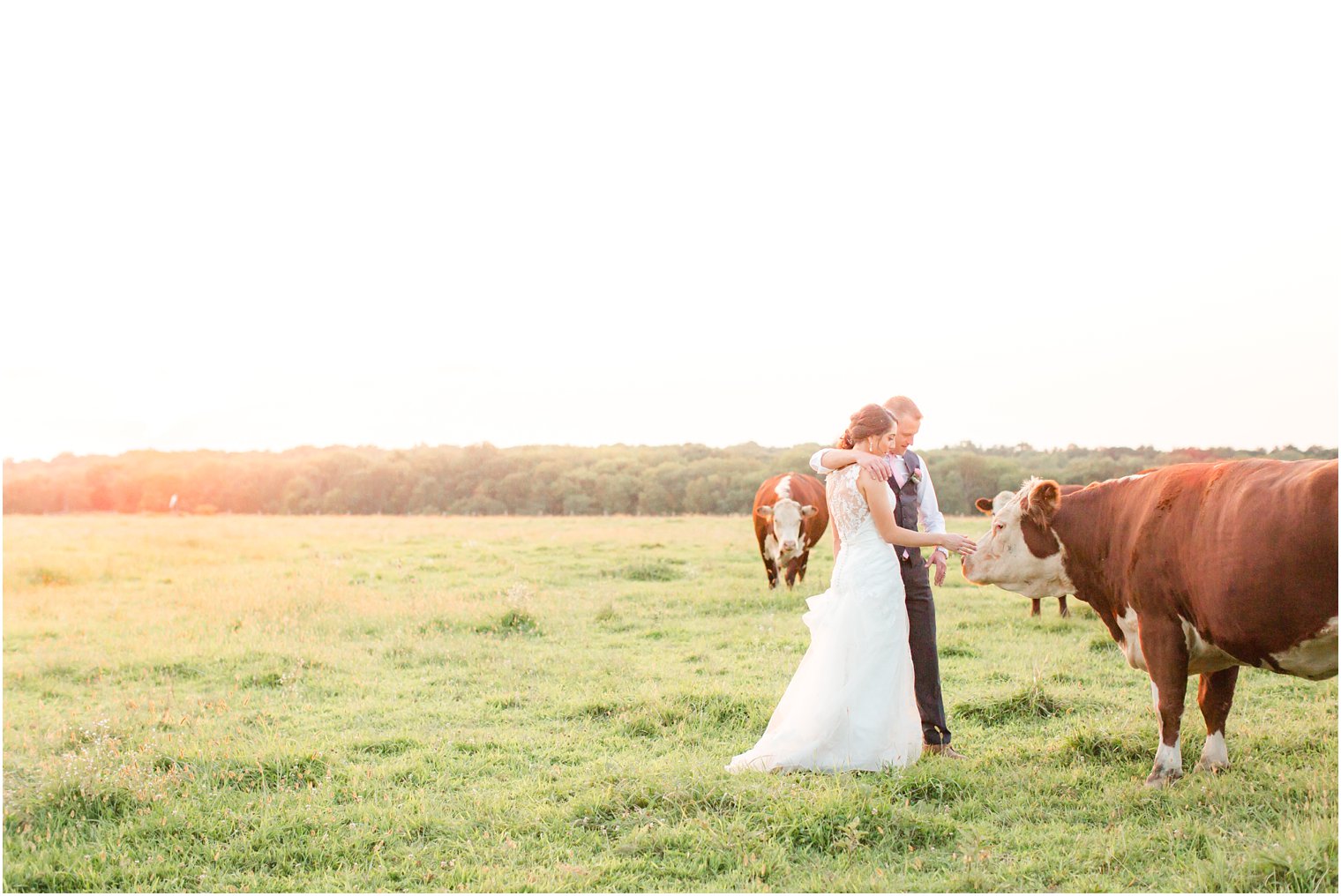 Bride and groom with cows