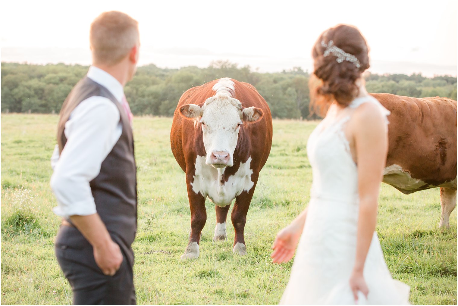 Bride and groom with cow