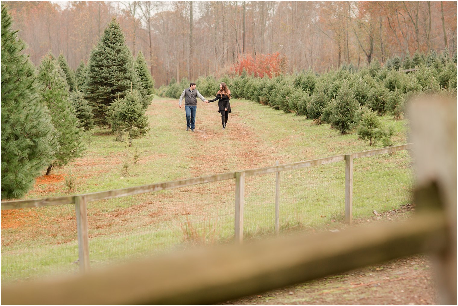 Engagement Photos on a Tree Farm in Manalapan, NJ