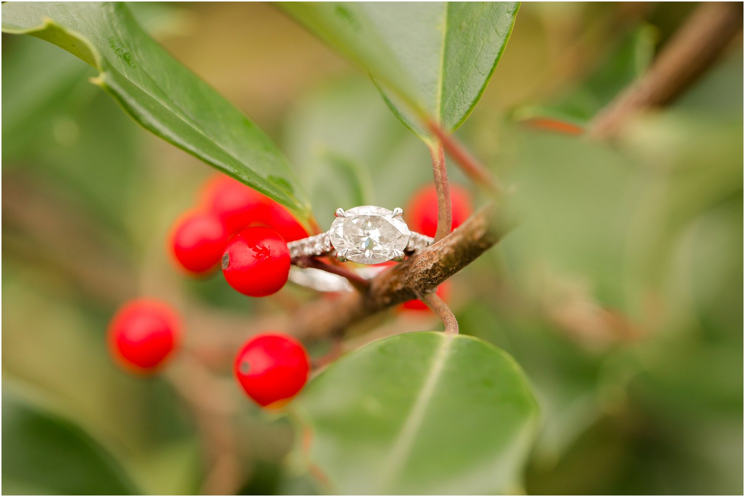 Engagement ring on holly tree branch