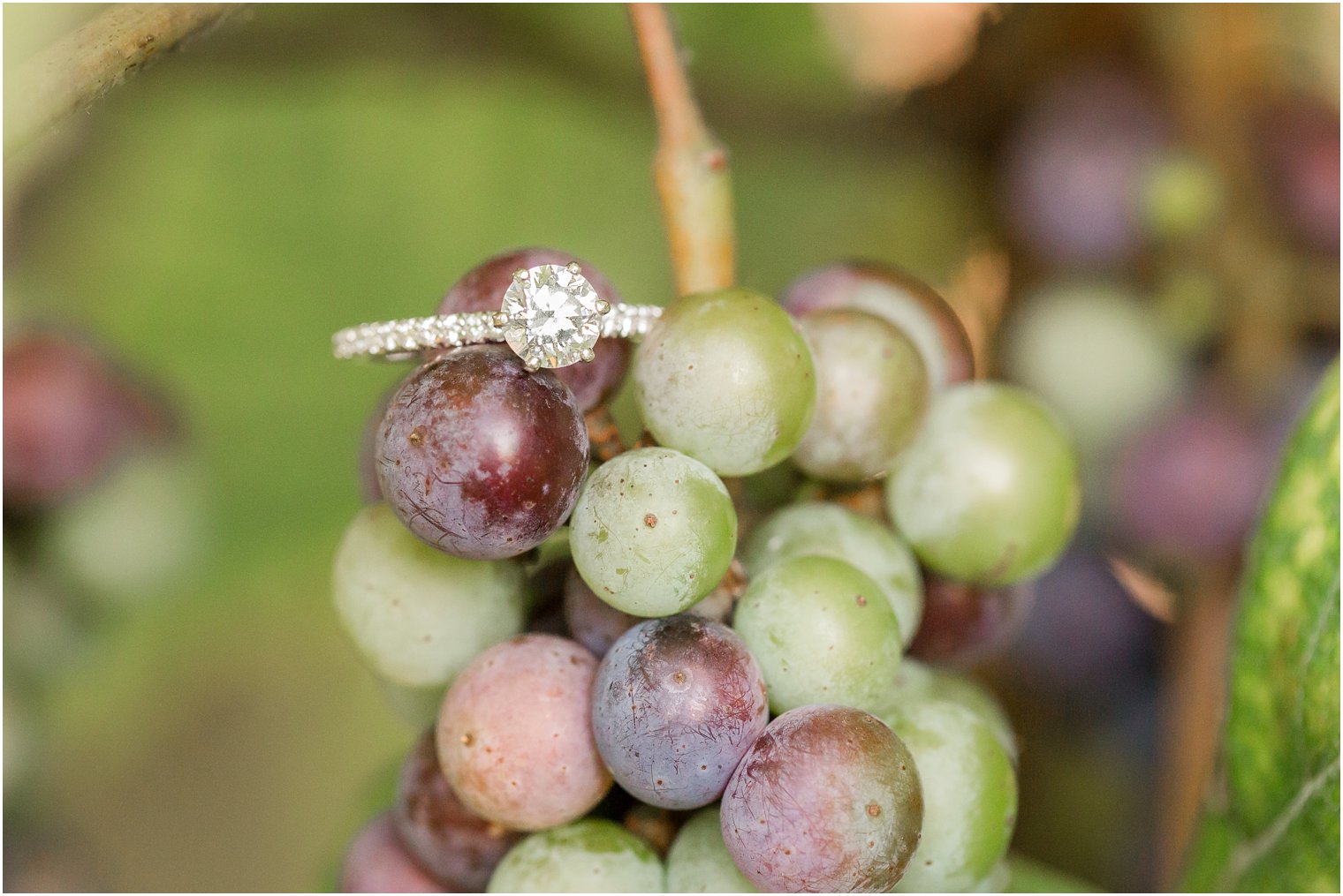 diamond engagement ring photographed on grapes at Laurita Winery by Idalia Photography