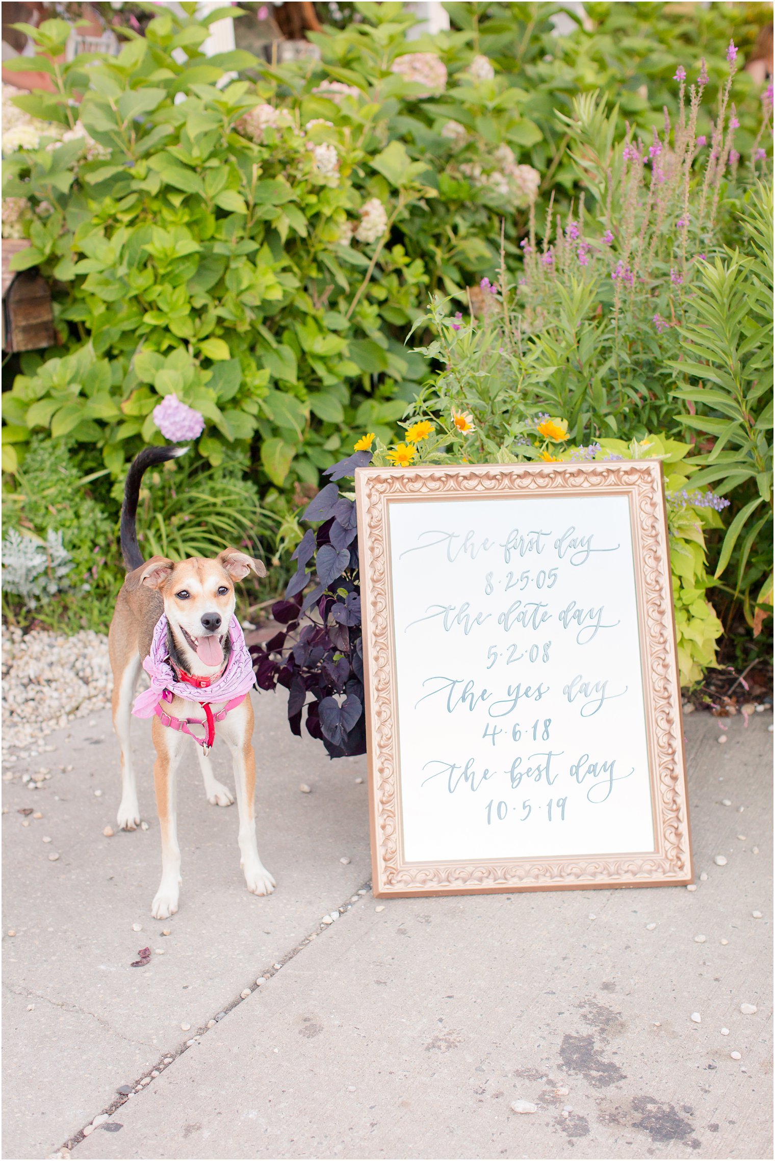 Kiss from a Rosie pup during LBI engagement session with Idalia Photography