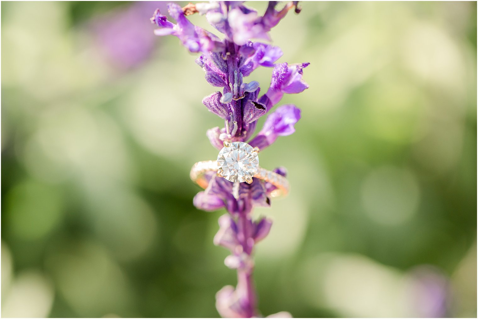 engagement photos at Chicago's Lincoln Park Zoo