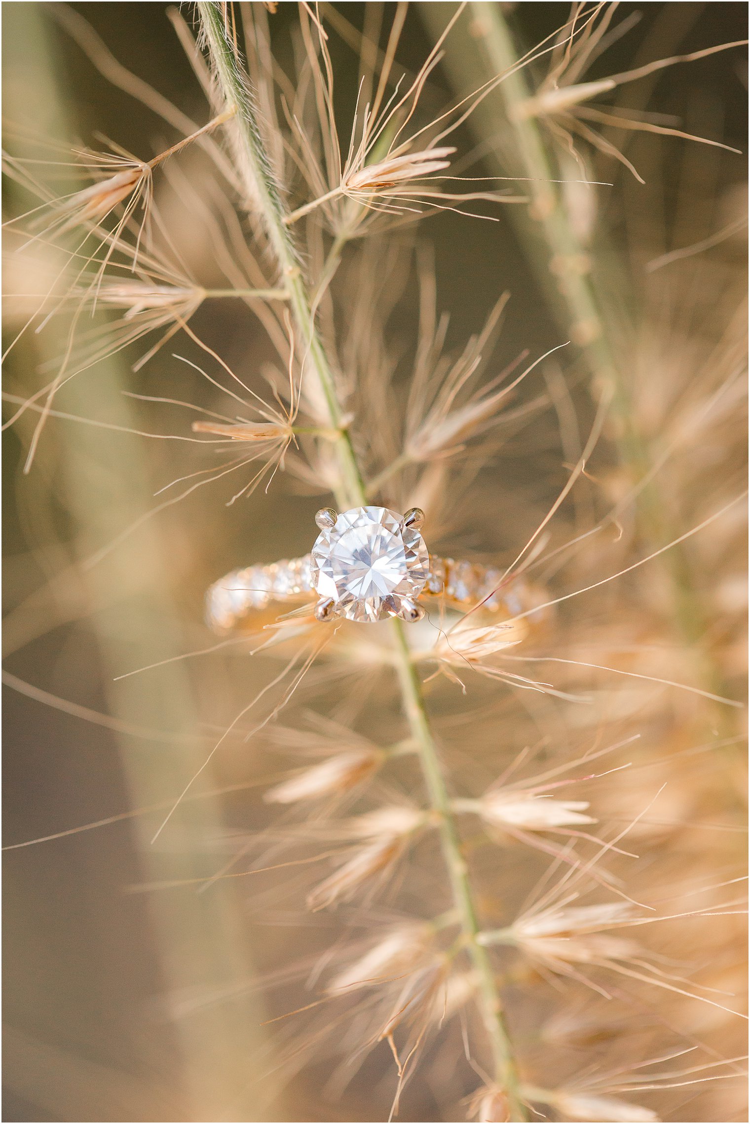 engagement ring photo