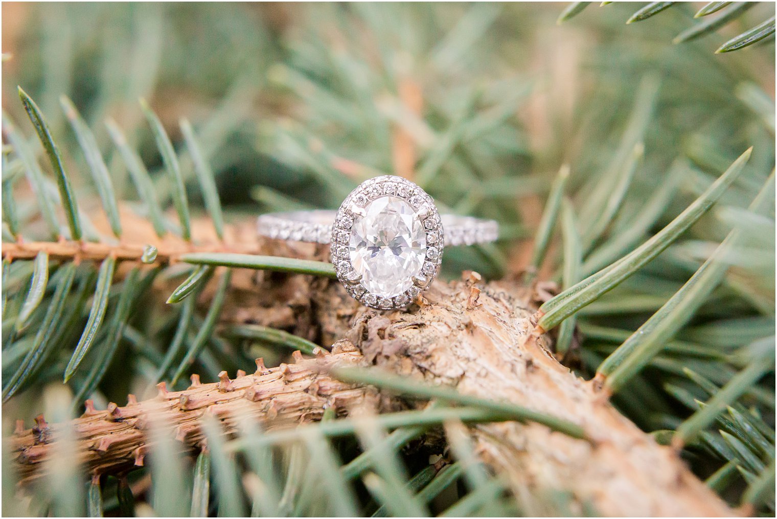 engagement ring in evergreens