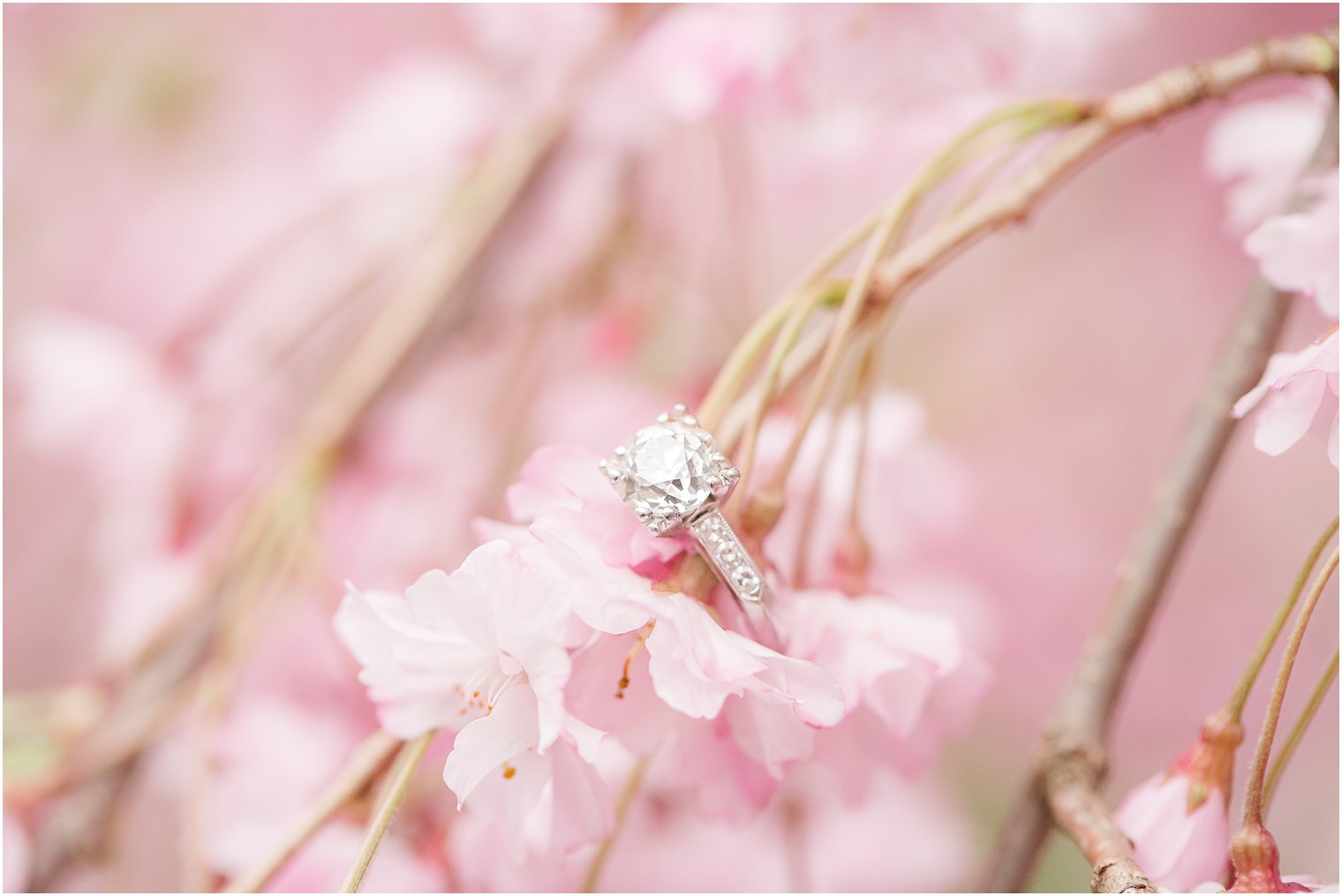Engagement ring in cherry blossoms