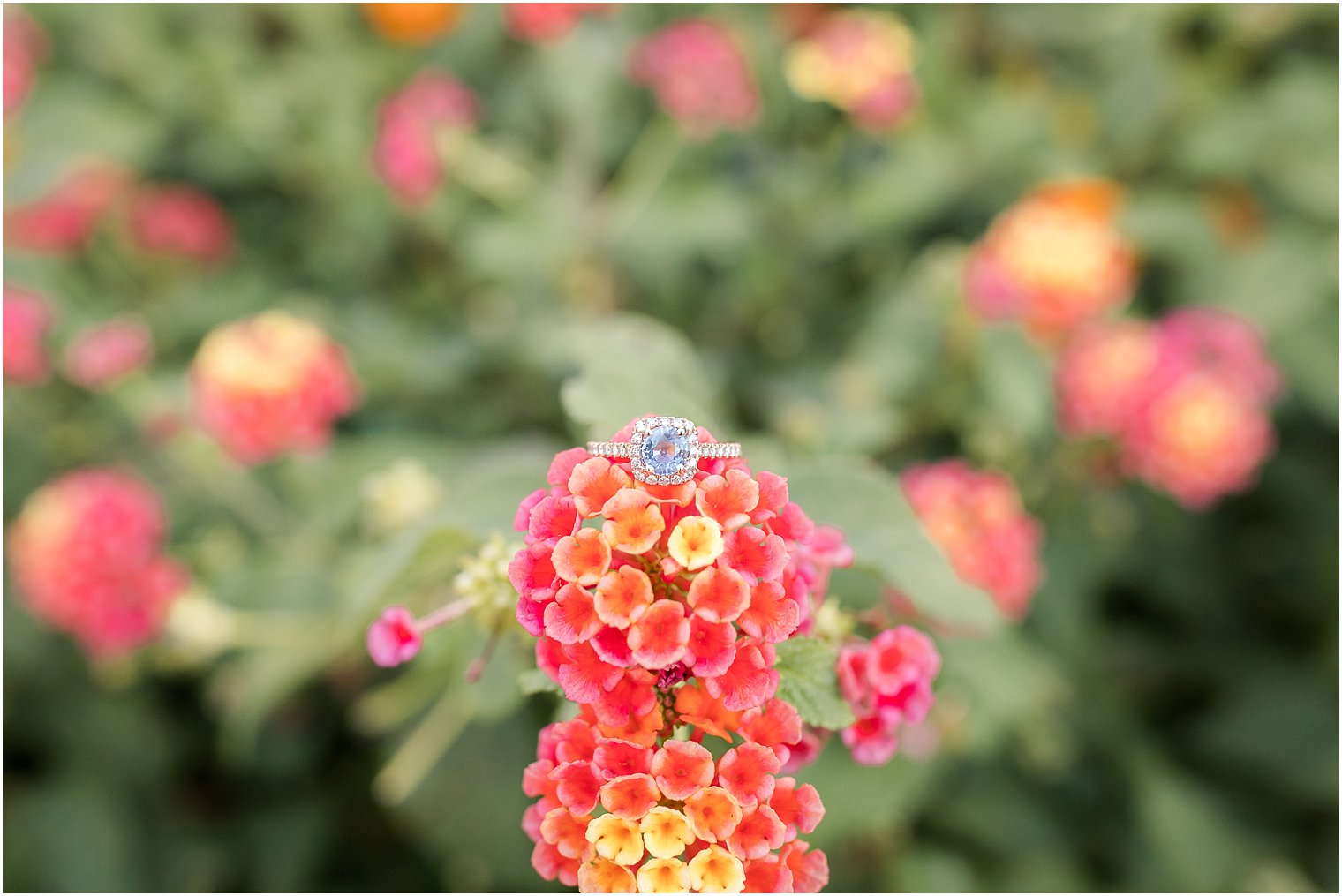 Engagement ring with sapphire on colorful flowers