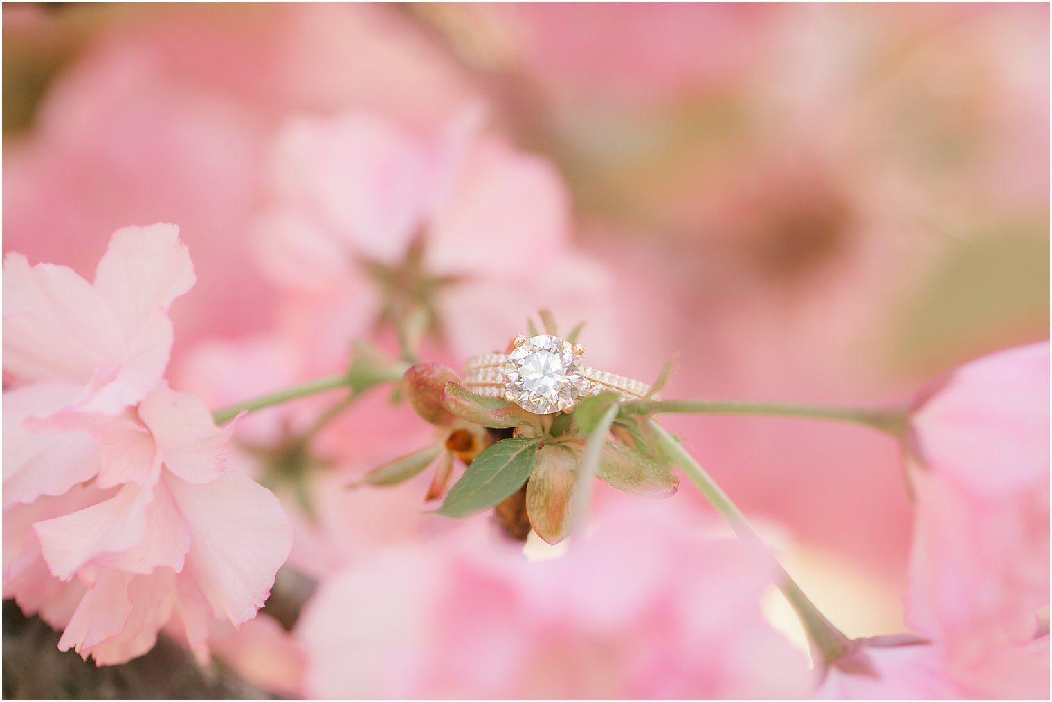 Engagement ring in the cherry blossoms