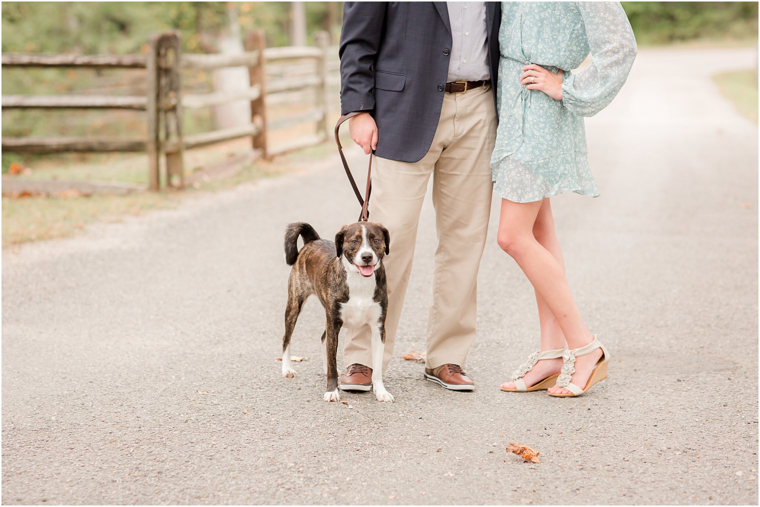 dog at Allaire state Park with Idalia Photography