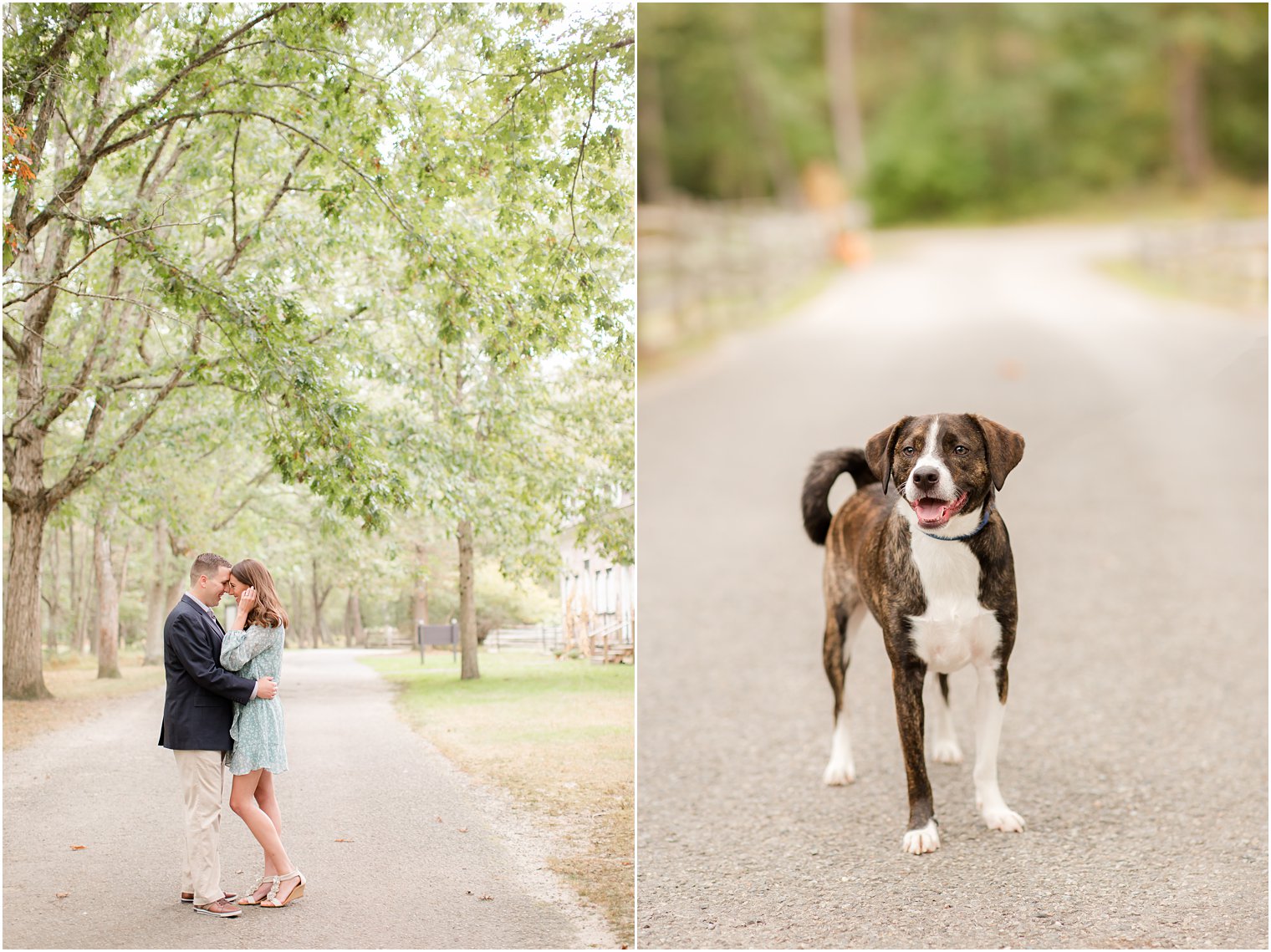 engagement session with a dog in Allaire State Park