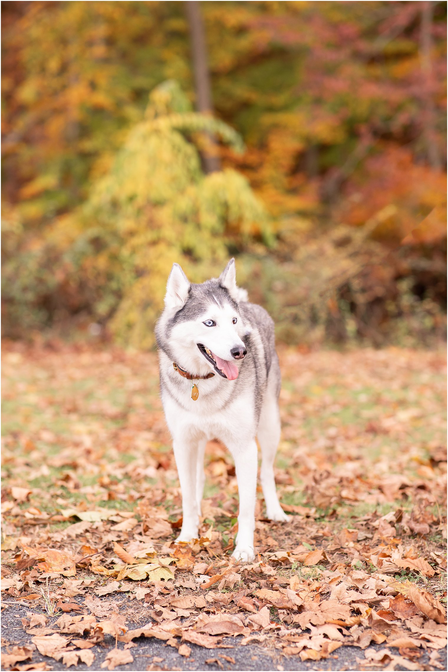 portrait of a husky