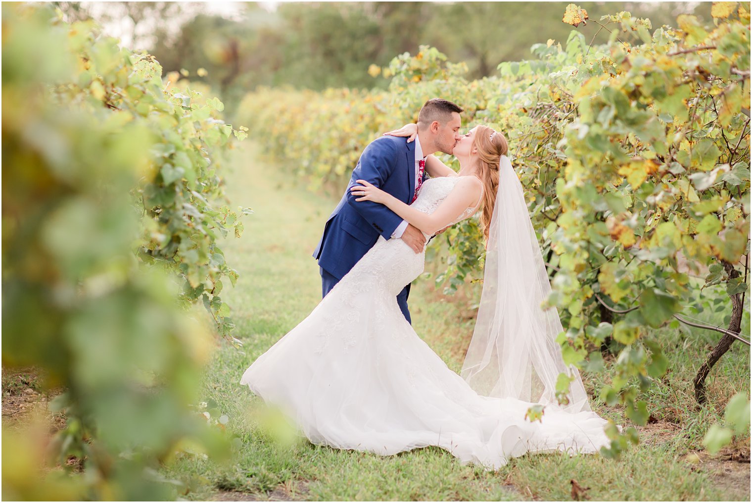 Groom kissing his bride among the vines at Laurita Winery vineyard in New Egypt, NJ