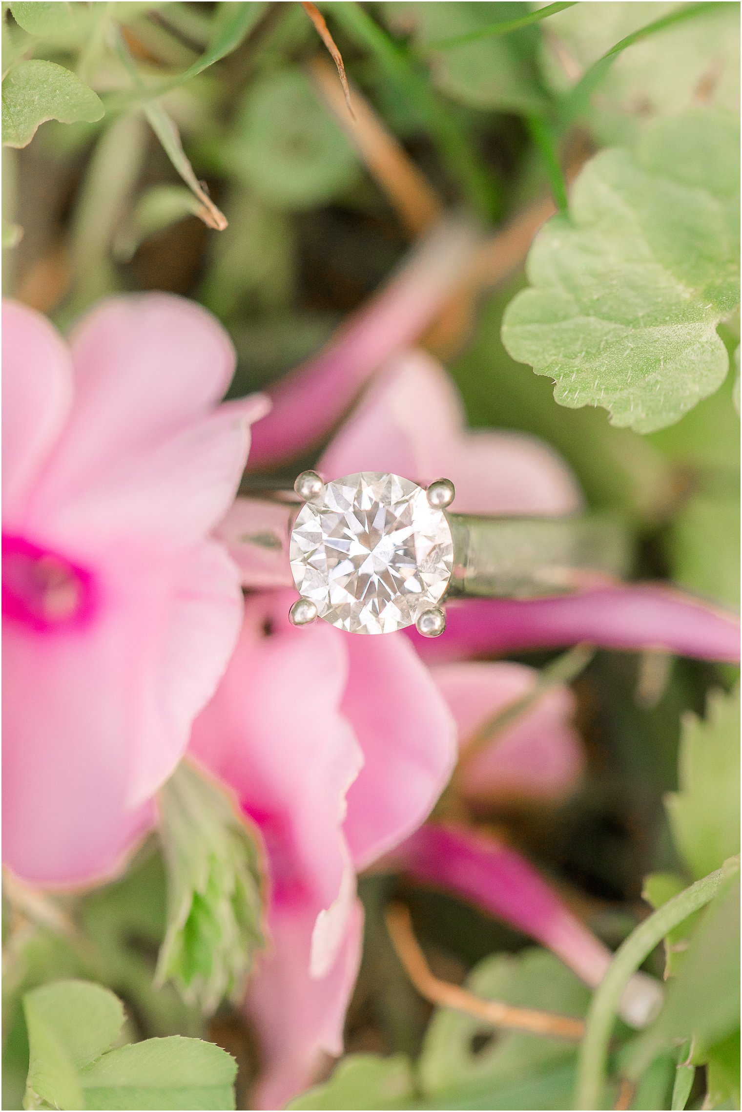 diamond ring sits on flowers in garden during engagement session
