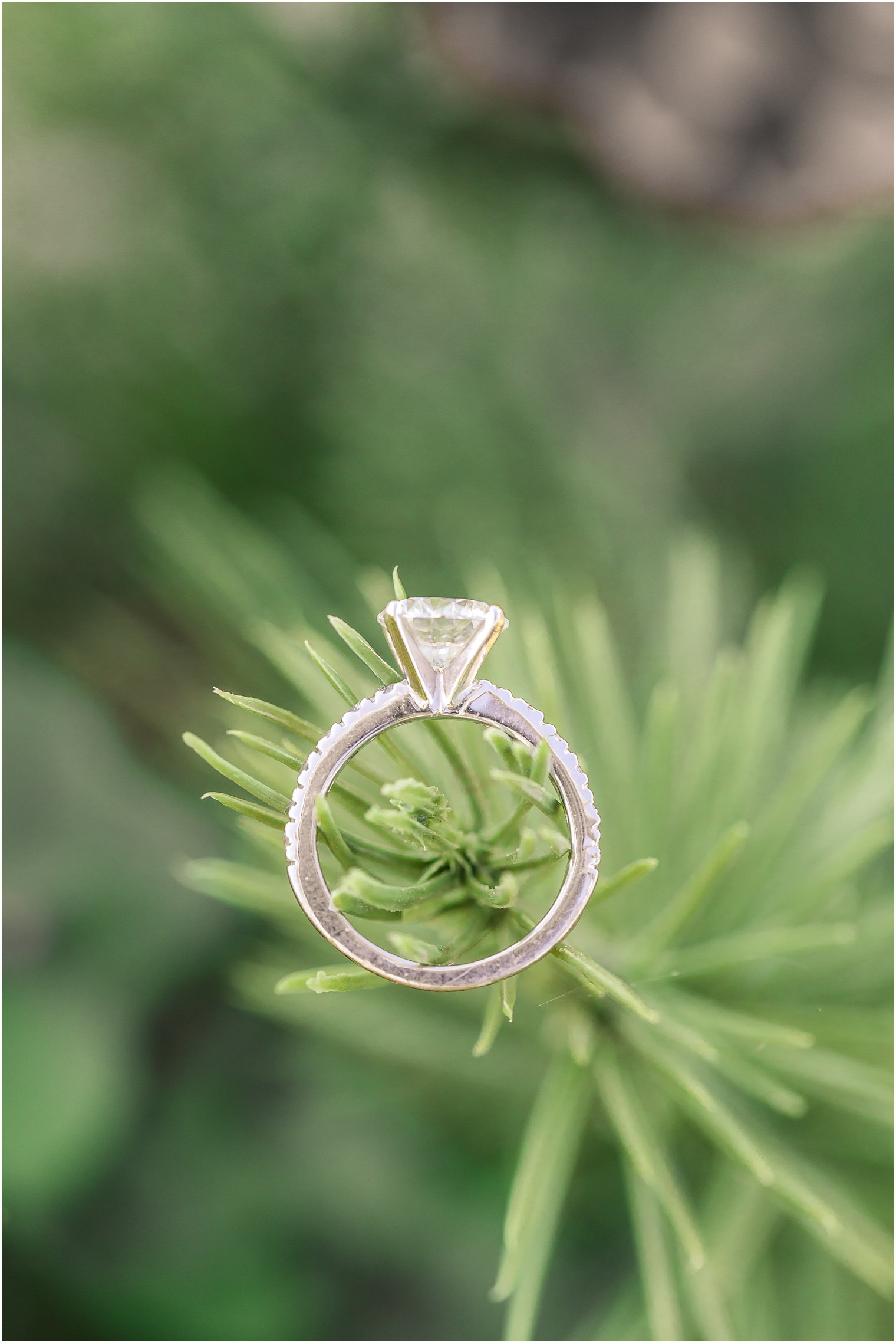 round diamond engagement ring on pine tree