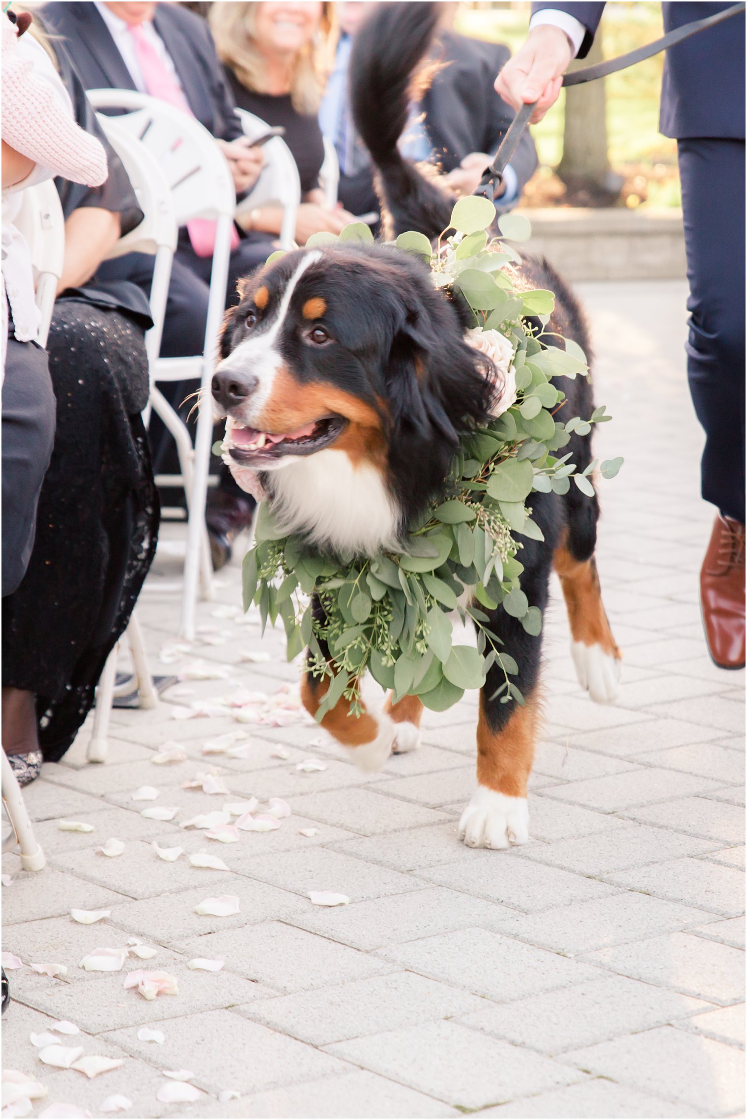 Dog wearing organic wreath for wedding