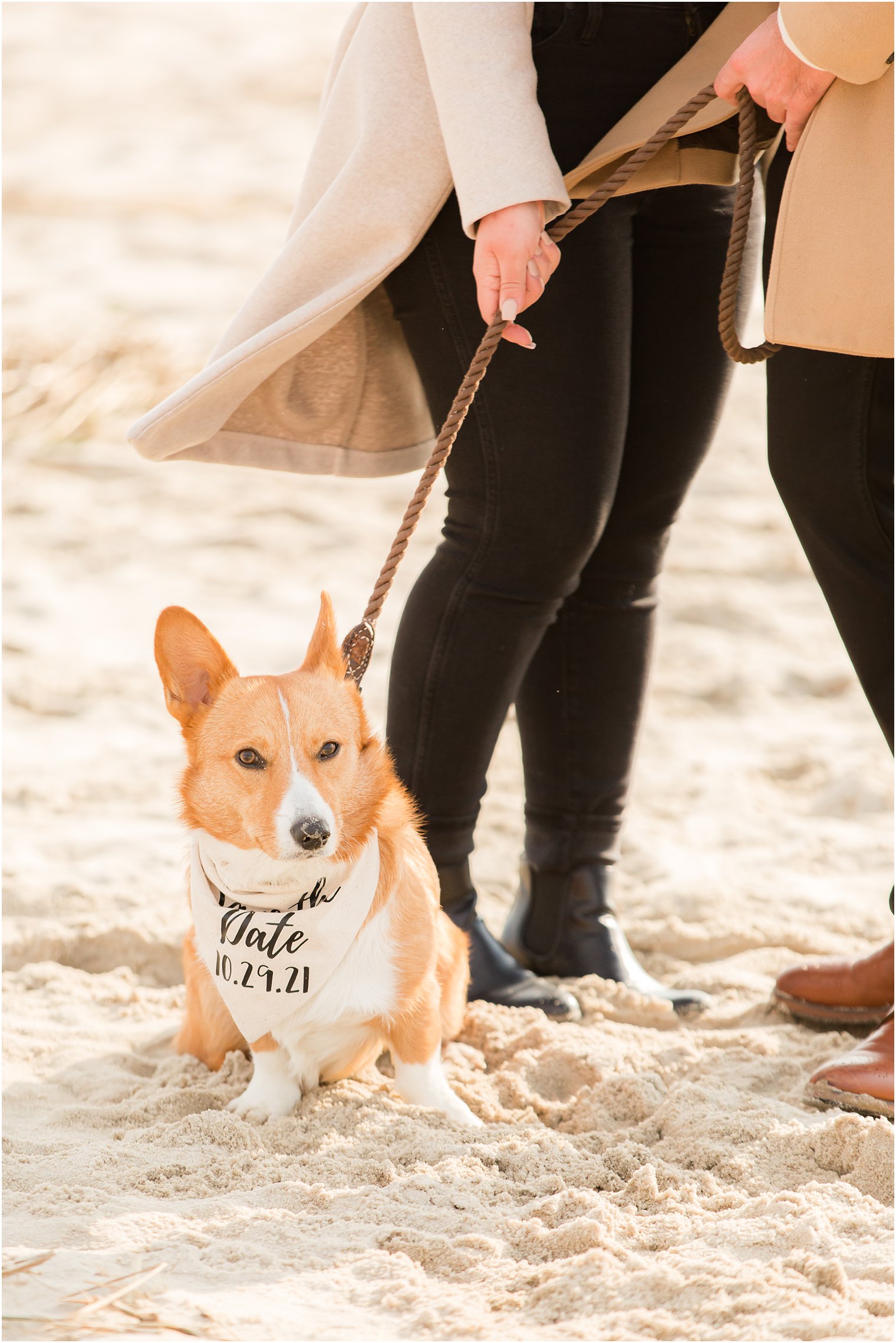 Corgi wearing a Save the Date bandana