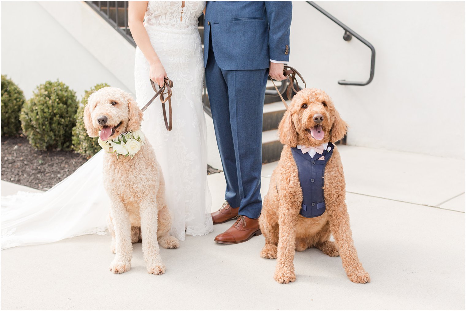bride and groom with dogs at Renault Winery in Egg Harbor Township, NJ