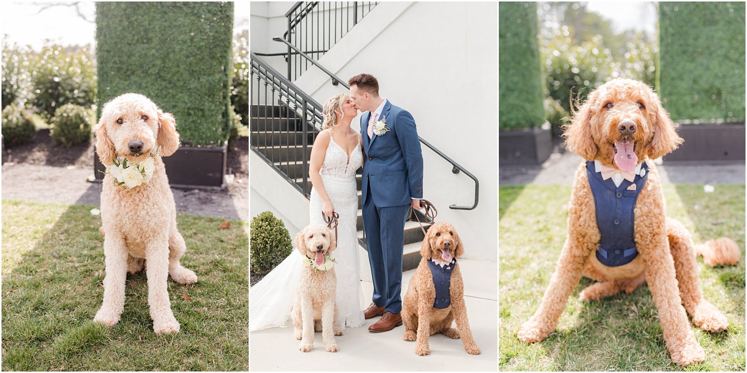 bride and groom with dogs at Renault Winery in Egg Harbor Township, NJ