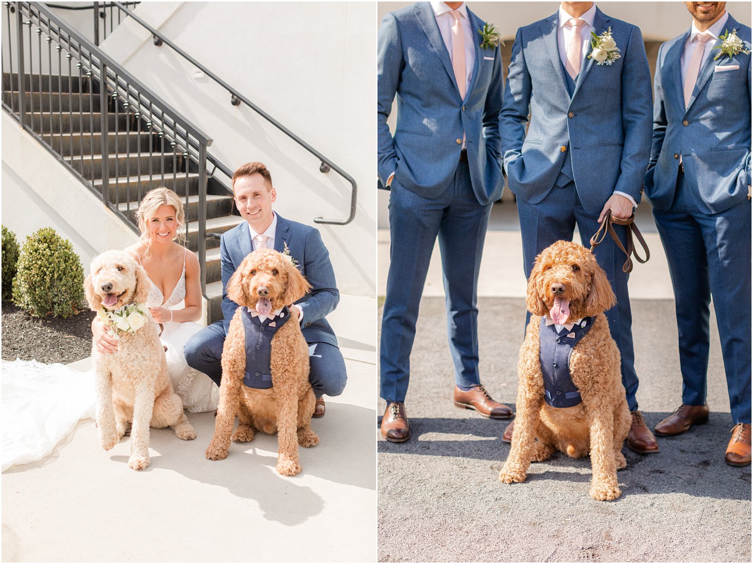 wedding party with dog at Renault Winery in Egg Harbor Township, NJ