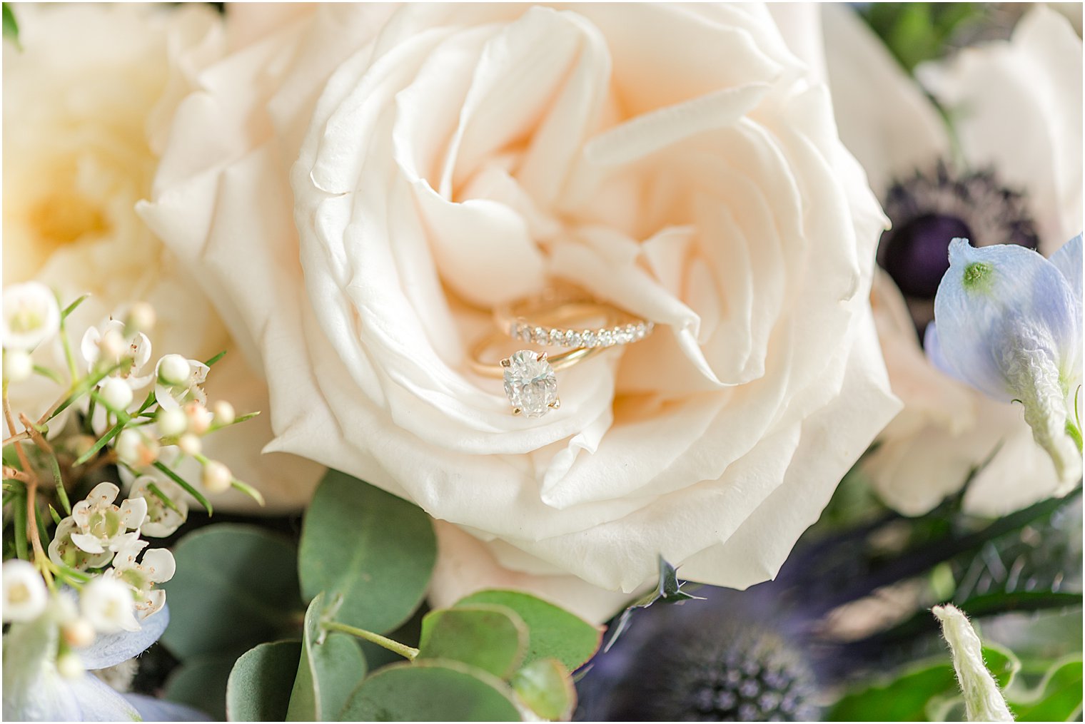 wedding ring rests in ivory rose