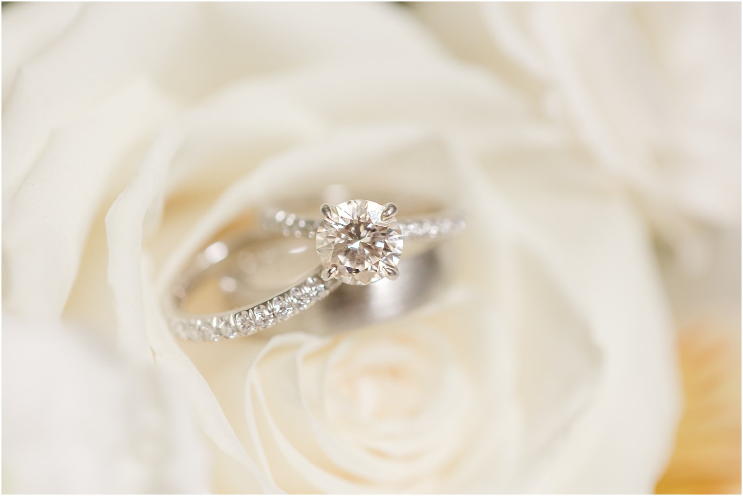 diamond rings rest in ivory rose before Spring Brook Country Club wedding
