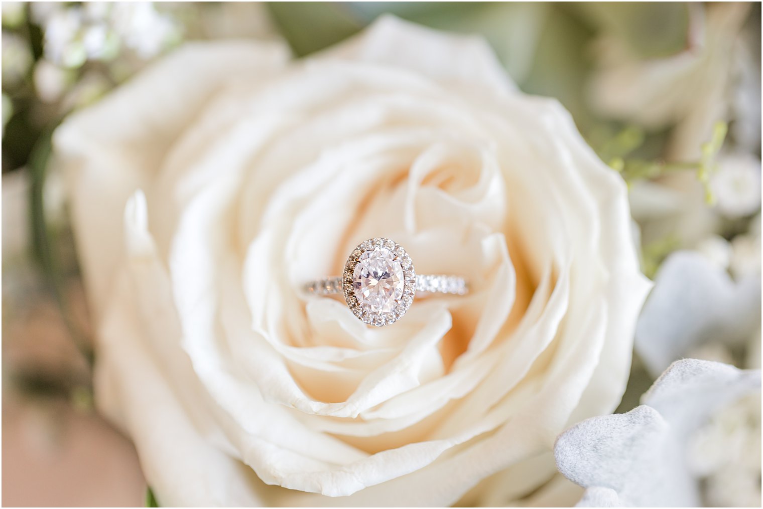 oval diamond ring rests in ivory rose