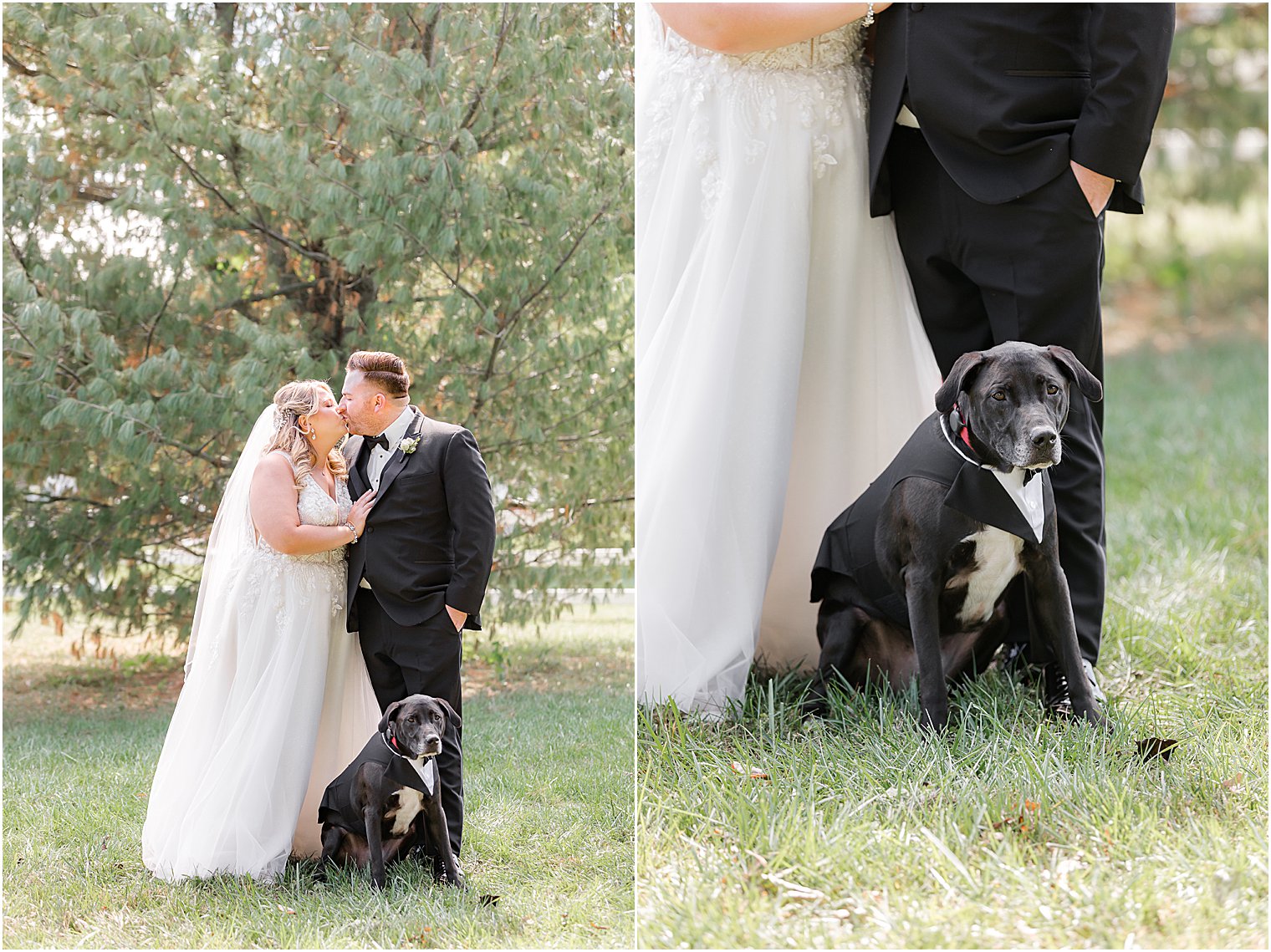 newlyweds kiss with dog sitting by them at home