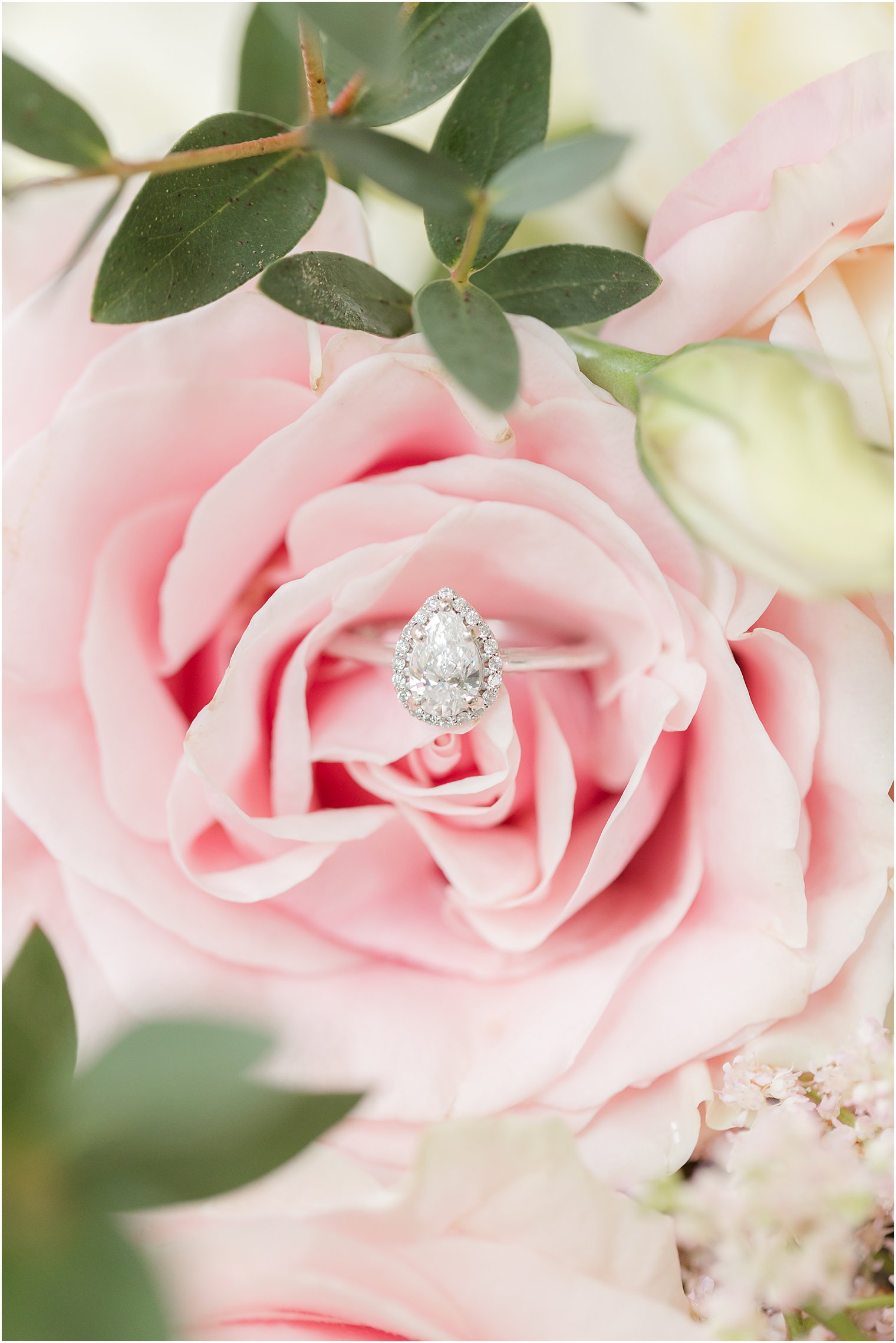 diamond ring rests in pink rose