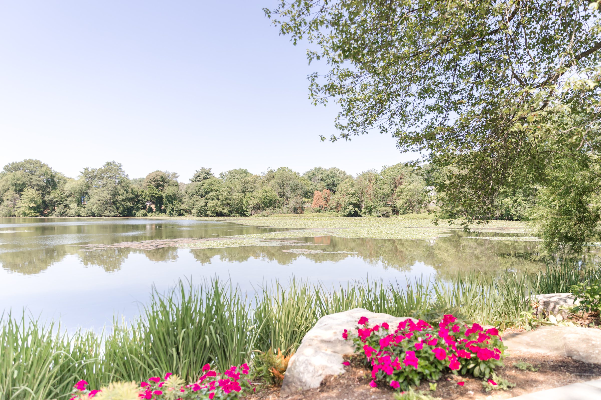 a landscape photo of the lake at Indian Trail Club with fuchsia flowers and greenery