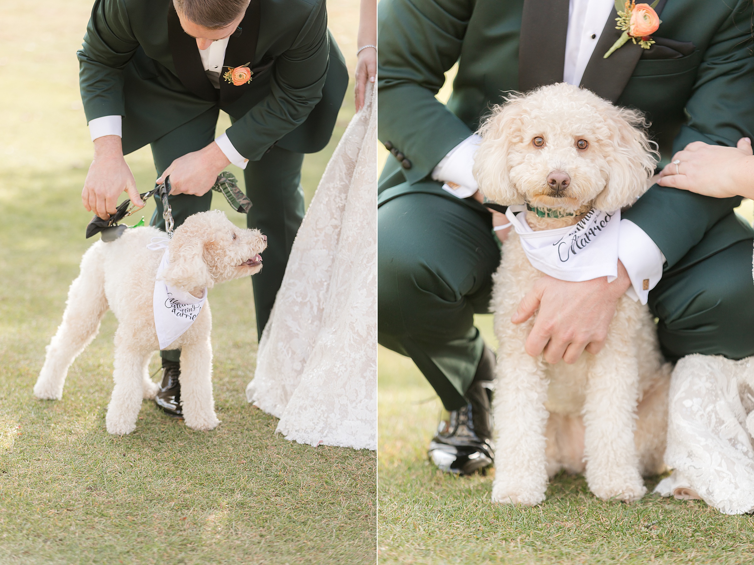 Groom adjusting leash of a small dog close up of dog sitting between the couple