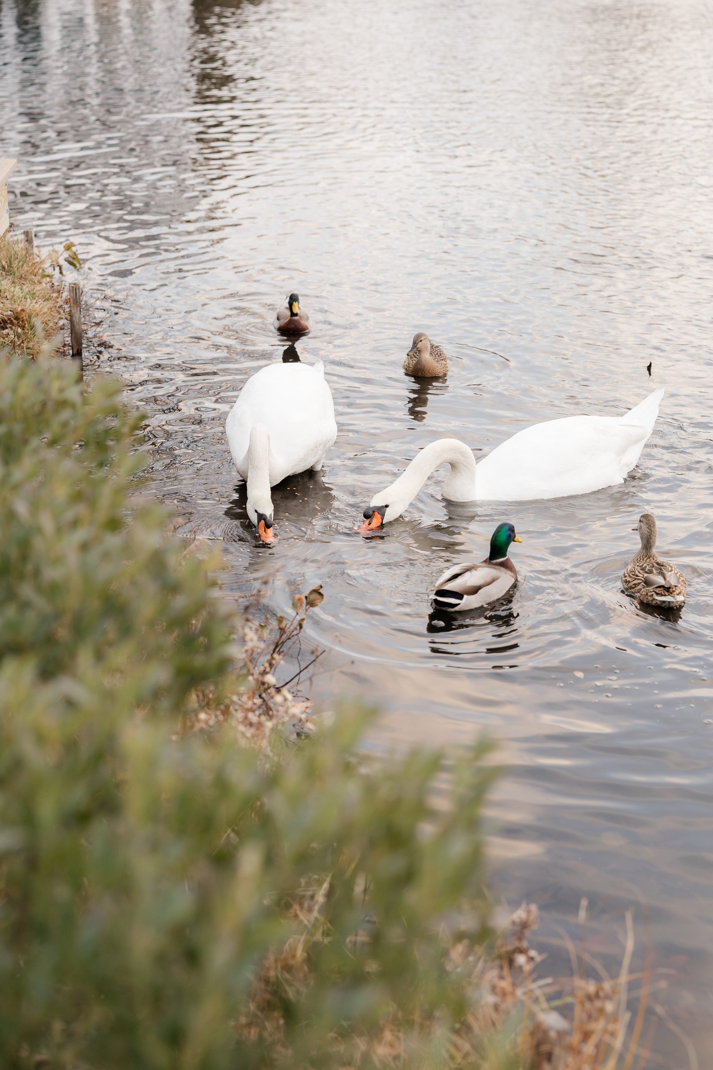 Swans and ducks swimming together in a calm pond near grassy edges.