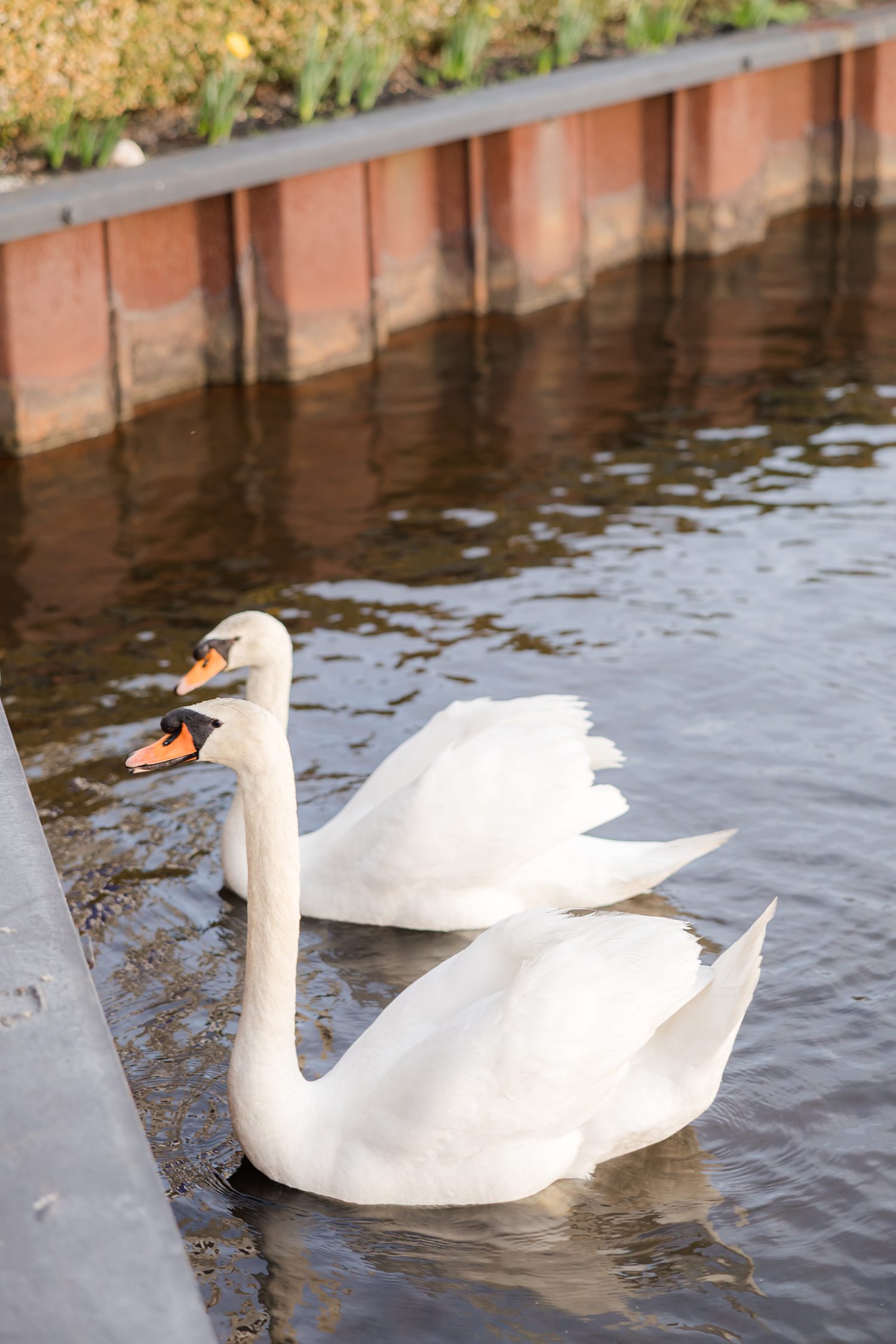 White swan swimming on calm lake near luxury wedding venue